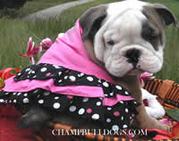 English Bulldog puppies
